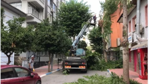 Akdenizde Ağaçlara Sonbahar Bakımı