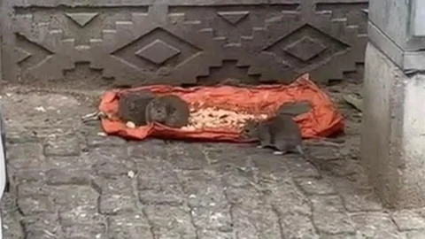 Tekirdağ'da fareler sokakları doldurdu