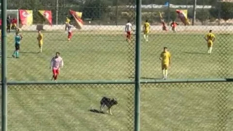 Isparta'da amatör maçta köpek sahaya girdi