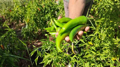 Denizli'de Kayaca Biberinde hasat dönemi sona erdi