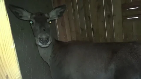 Bursa'da Kızıl Geyikler Doğal Yaşam Alanına Salındı