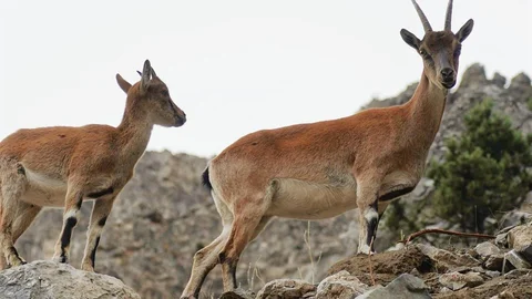 Adana'nın Pozantı ilçesinde yaban keçileri görüntülendi