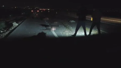 Hatay'da hayvan sürüsüne çarpan tır ve hafif ticari araç 37 küçükbaş hayvanın telef olmasına neden oldu.