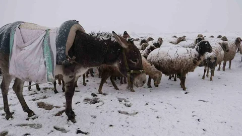 Erzincan'da küçükbaş hayvan üreticileri zor durumda