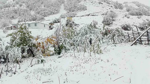 Erzincan'da Hasadı Yapılamayan Cevizler Kar Altında Kaldı