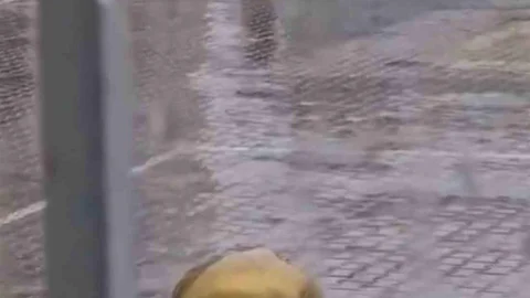 Iğdır'da İstiklal Marşı'na eşlik eden öğrenci duygulandırdı