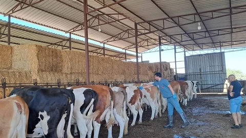 Aydın'ın Köşk ilçesinde 12 mahalle, şap hastalığı nedeniyle karantinaya alındı.