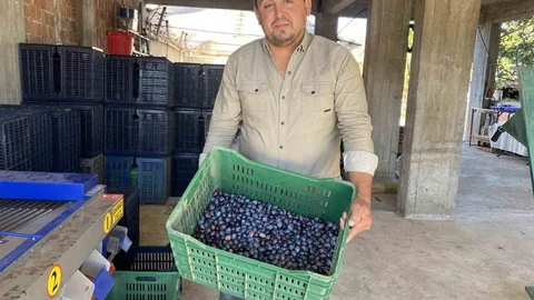 Manisa'da zeytin hasadı başladı