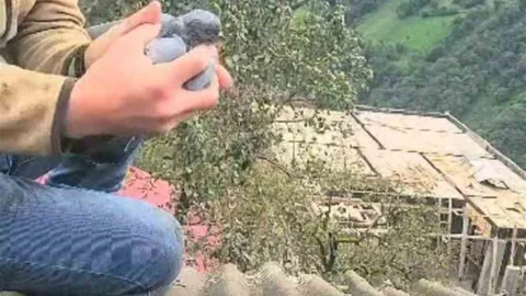 Rize'de bir köy sakini güvercini kurtardı