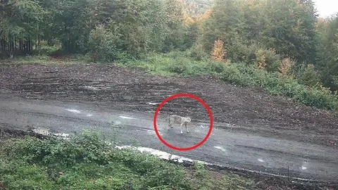Ordu'da Kurt Sürüsü Fotokapana Takıldı