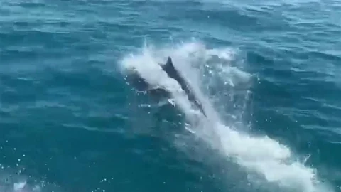 Mersin'de deniz polisinin devriyesine yunusların katılması, görenlere keyifli anlar yaşattı.