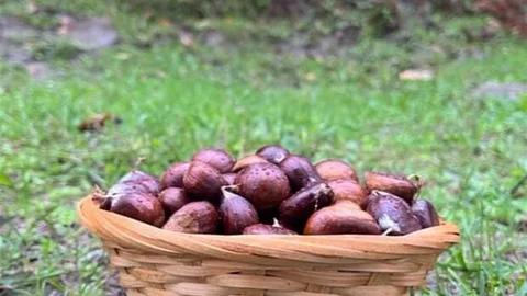 Sinop'ta Kestane Sezonu Heyecanı