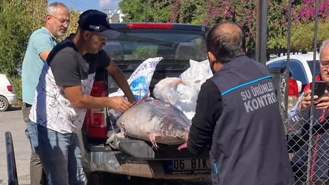 Mersin'de Mevzuata Aykırı Mavi Yüzgeçli Orkinoslar Huzurevi'ne Bağışlandı