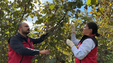 Ankara'da Tarım Bakanı Yumaklı, zararlılara karşı 1 milyon 156 bin samuray arısının salındığını duyurdu.