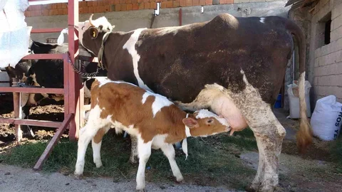 Adıyaman'da çalınan buzağı annesine kavuştu