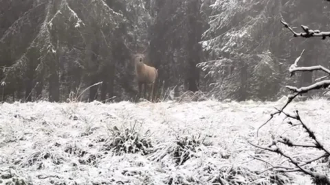 Bolu'da Kızılgeyik Böğürmesi