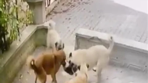 Ankara'da kediye köpek sürüsü saldırdı