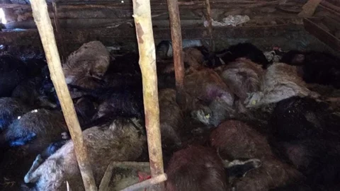 Elazığ'da yıldırım düşmesi sonucu 45 küçükbaş hayvan telef oldu