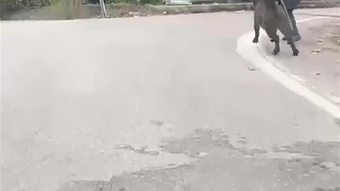 Zonguldak'ta yaşlı adam domuzdan son anda kurtuldu