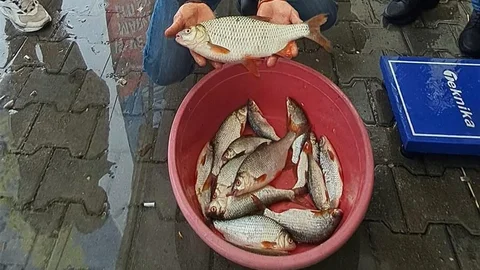 Sakarya'da Kızılkanat Balığı Yarışması