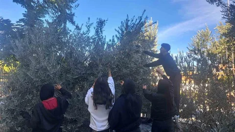 Manisa'da Zeytin Hasadı