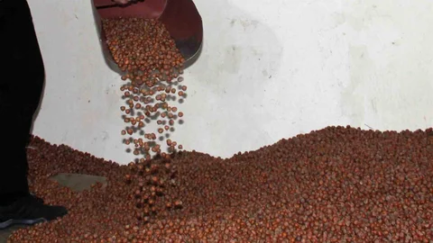 Giresun'da fındık fiyatları düşerken Tarım Kredi en yüksek alım fiyatını belirledi