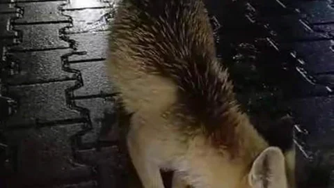 Karabük Eflani'de tır sürücüsü tilkiyi besledi