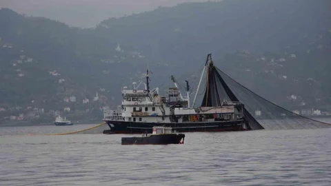 Trabzon'da hamsi avcılığı tehlike altında