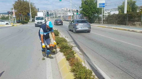 Kocaeli İzmit'te Sonbahar Budaması Yapılıyor