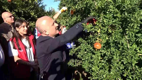 Adıyaman'da nar hasadı başladı