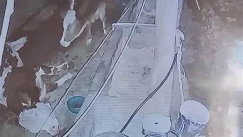 Çermik'te yıldırım düşmesi sonucu 3 inek telef oldu