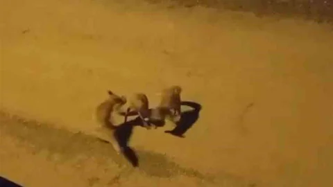 Karabük'te Tilkilerin Oyunları