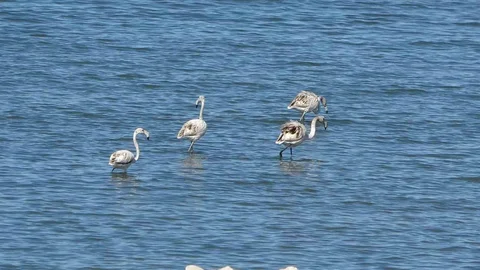 Van Gölü'nde flamingo yoğunluğu arttı