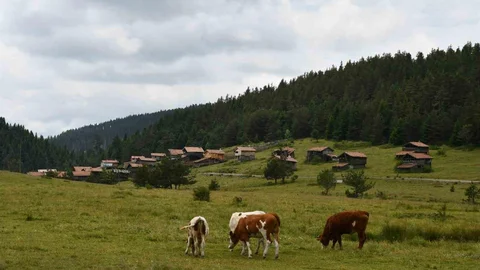 Kastamonu'da hayvancılık yaylaların geçim kaynağı