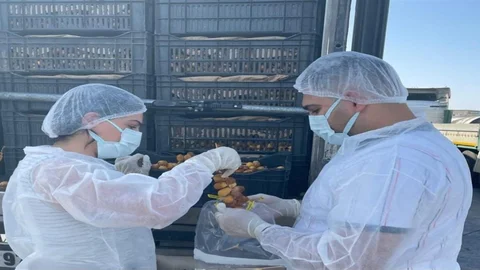 Habur Sınır Kapısı'nda taze hurma ithalatına sıkı denetim