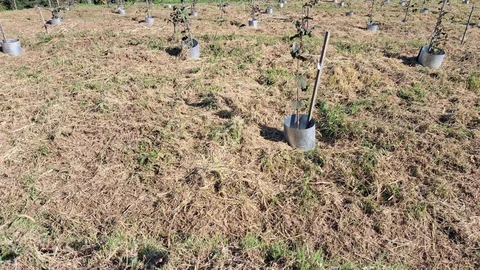 Giresun'da Fındıkta Rekolte Artışı Sağlayan Proje