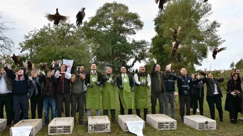 Sinop'ta 250 sülün kuşu doğaya bırakıldı