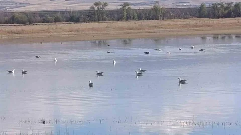 Kars'ta yaban kuşları sulak alanlarda konaklıyor