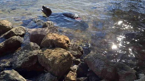 Muğla'da yaralı halde bulunan keşiş foku yaşamını yitirdi