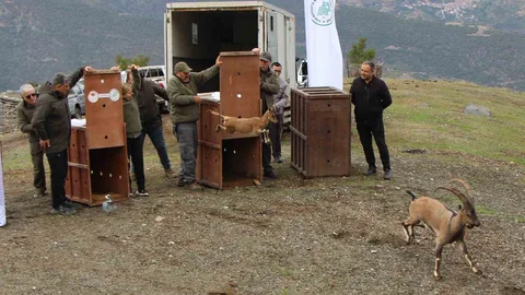 Amasya'da yaban keçisi salımı gerçekleştirildi