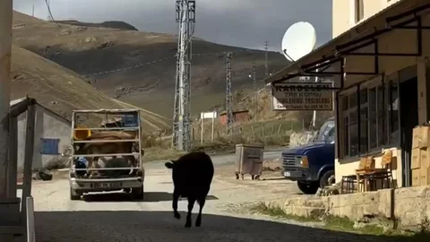 Gümüşhane'de İneklerin Hüzünlü Ayrılığı