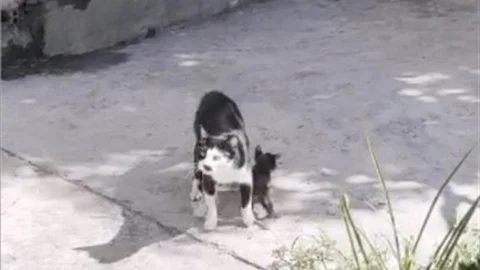 Osmaniye'de yavru kedi çukurdan kurtarıldı, anne kedinin bekleyişi gözyaşlarına sebep oldu.