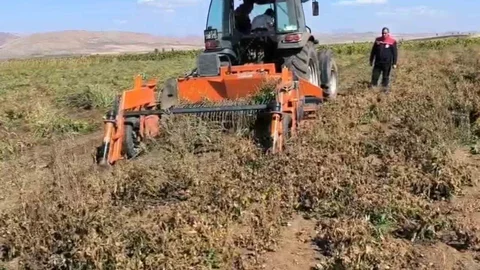 Bayburt'ta beyaz fasulye üretimi 3 bin dekara ulaştı