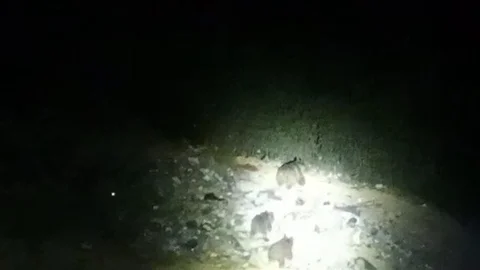 Hakkari'de yol kenarında ayı ailesi görüntülendi