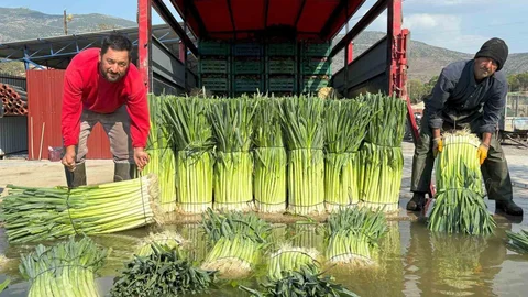 İzmir'de pırasa hasadı başladı