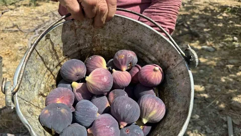 İbradı'da Siyah İncir Hasadı Sona Erdi