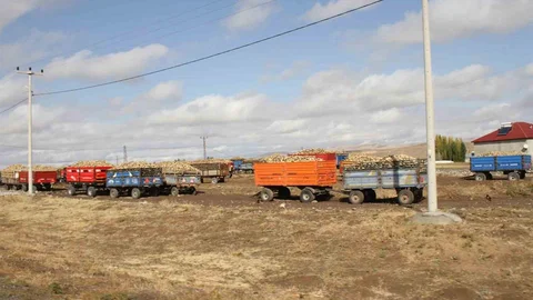 Muş'ta şeker pancar alımları sürüyor