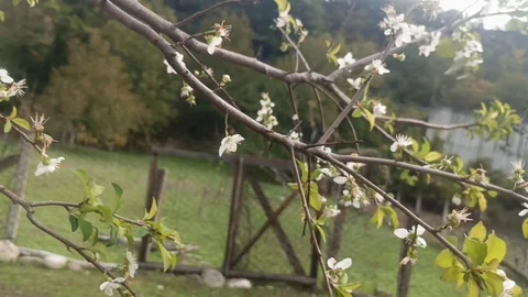 Karabük'te erik ağacı ekim ayında çiçek açtı