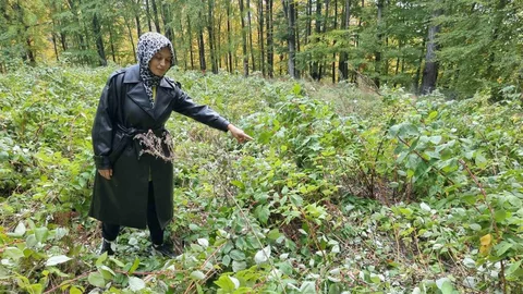 Kütahya'da Ayılar Genç Girişimcinin Ahududu Bahçesine Saldırdı