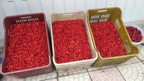 Erzincan'da kızılcık tezgahlarda yerini aldı